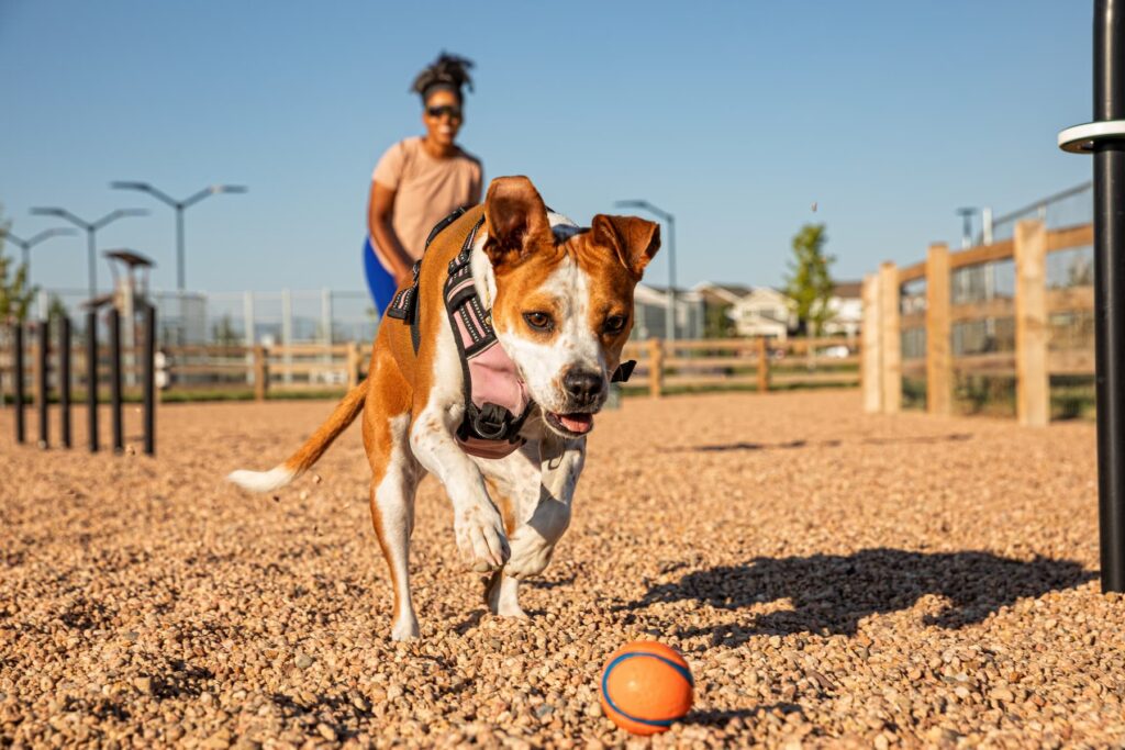 A dog wearing a harness runs toward an orange ball on gravel at a park near Horizon Uptown Aurora CO, with new construction homes in Aurora CO and a person standing in the background.